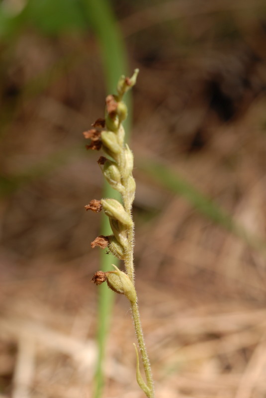 Goodyera repens (L.) R.Brown 1813 - In Val di Taro (PR)